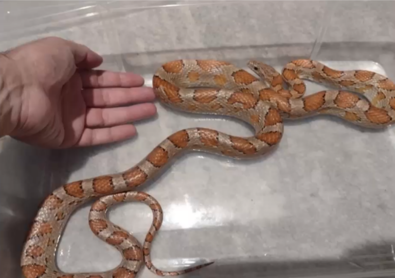 Θεσσαλονίκη: Είδε ένα corn snake να…”βολτάρει” μέσα στο διαμέρισμά του