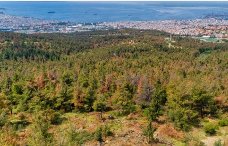 Σε κόκκινο συναγερμό για την πρόκληση πυρκαγιάς η Θεσσαλονίκη- Απαγόρευση κυκλοφορίας και σήμερα στο Σέιχ Σου