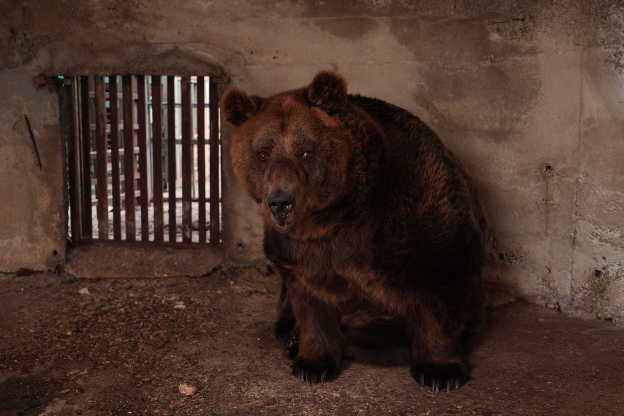 Italy: Execution of bear blamed for death of 26-year-old man ‘postponed’