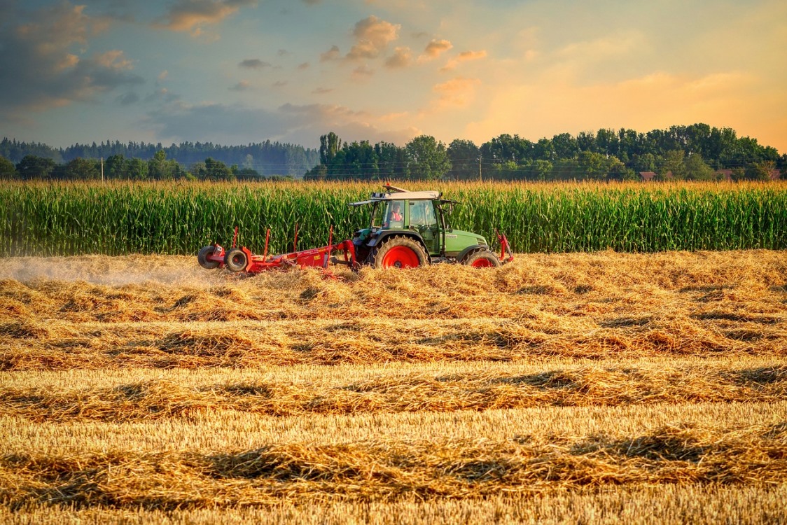 cornfield-6550630_1280