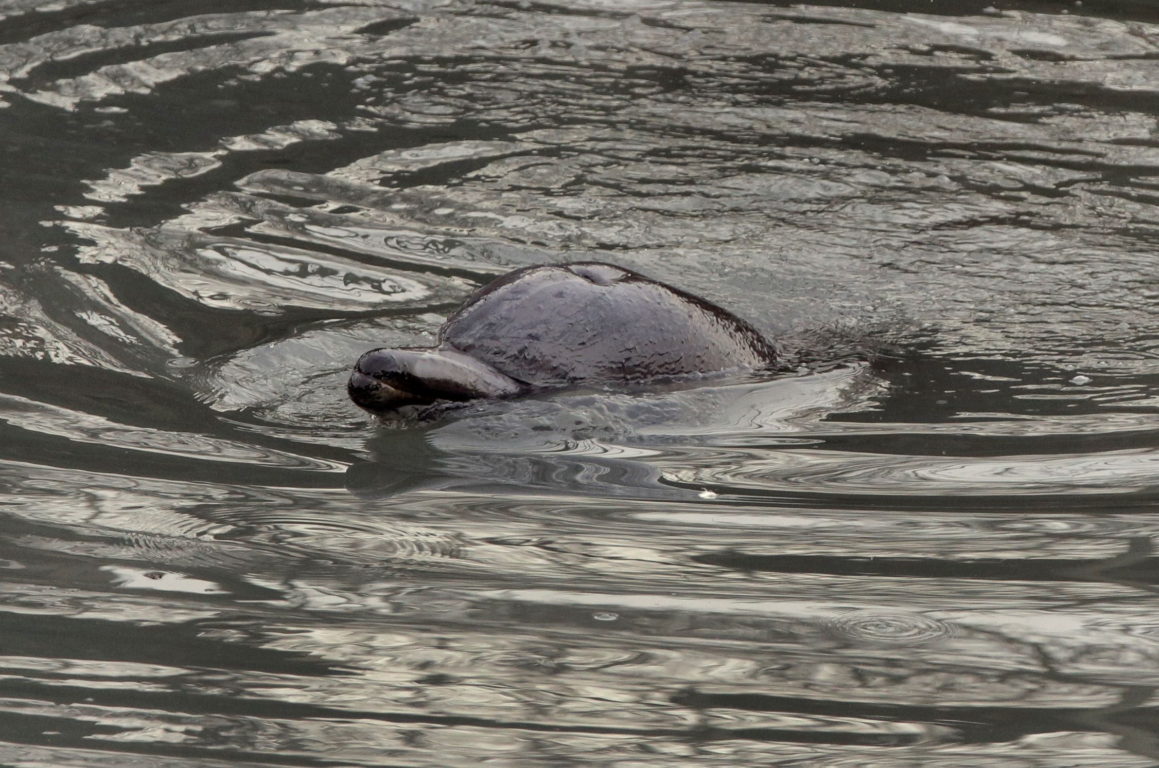 Βρετανία: Τουλάχιστον 55 μαυροδέλφινα εξόκειλαν σε ένα νησί της Σκωτίας – 10 επιβίωσαν