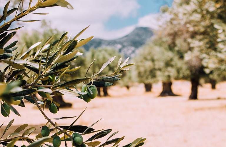 Σύσκεψη με θέμα την πορεία υλοποίησης του προγράμματος δακοκτονίας στην Περιφέρεια Κρήτης