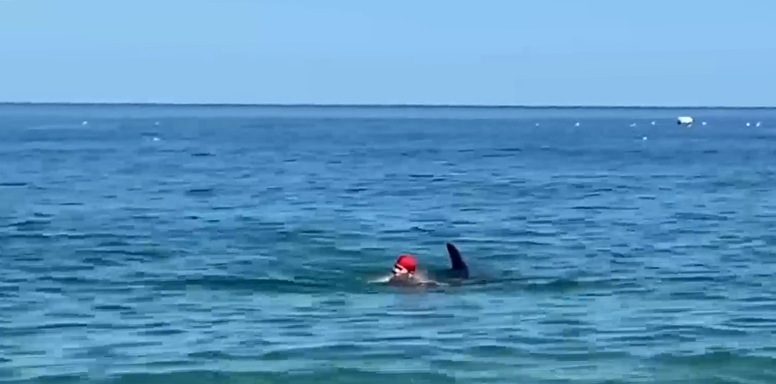 Ένθετο Κόσμος: Δελφίνι “παρενοχλεί” κολυμβητές σε παραλία της Ιαπωνίας