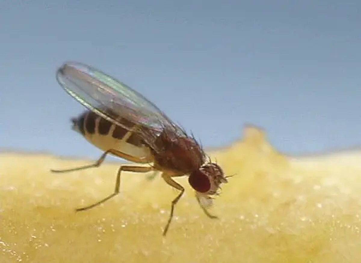 fruit-fly-feeding-close-up_631x461