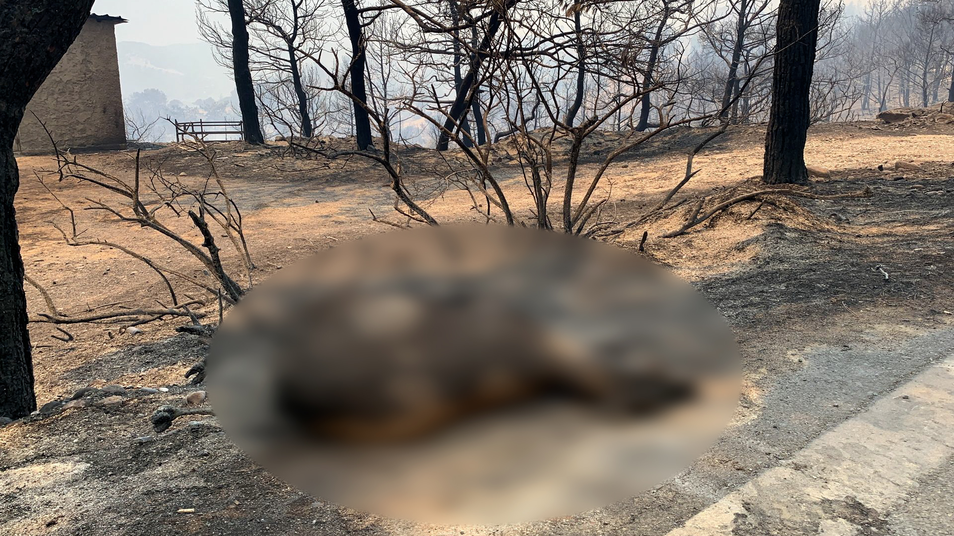Φωτιά στη Ρόδο: Θλίψη για τα νεκρά πλατώνια του νησιού