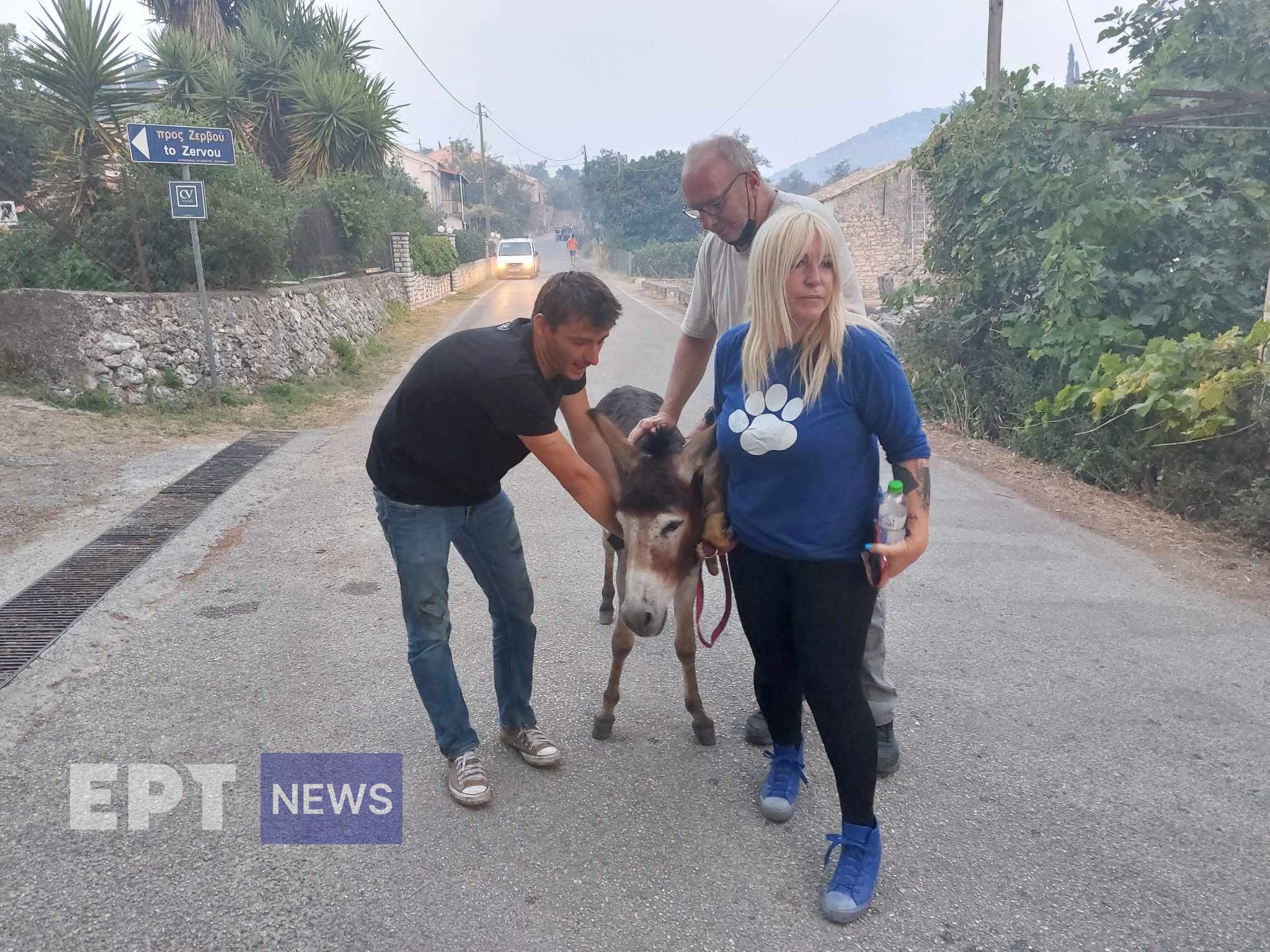 Φωτιά στην Κέρκυρα: Εθελοντές απομακρύνουν ζώα από τα καμμένα στις Λόυτσες