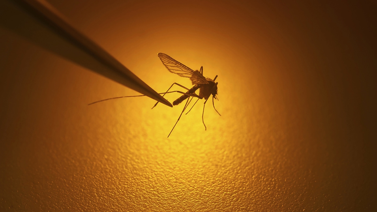 Έξαρση παρατηρείται φέτος στον αριθμό των κουνουπιών – Πώς οι επιστήμονες εντοπίζουν τη διασπορά τους