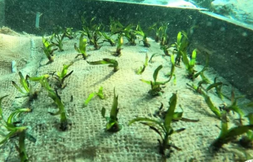 Στους Λειψούς φυτεύουν υποβρύχιους κήπους Ποσειδωνίας
