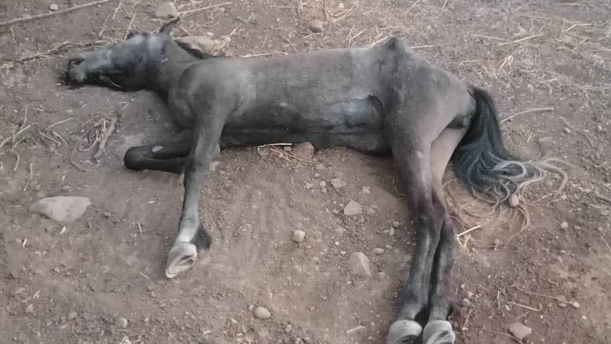 Χανιά: Άφησε το άλογό του να πεθάνει δεμένο μέσα στον ήλιο χωρίς νερό