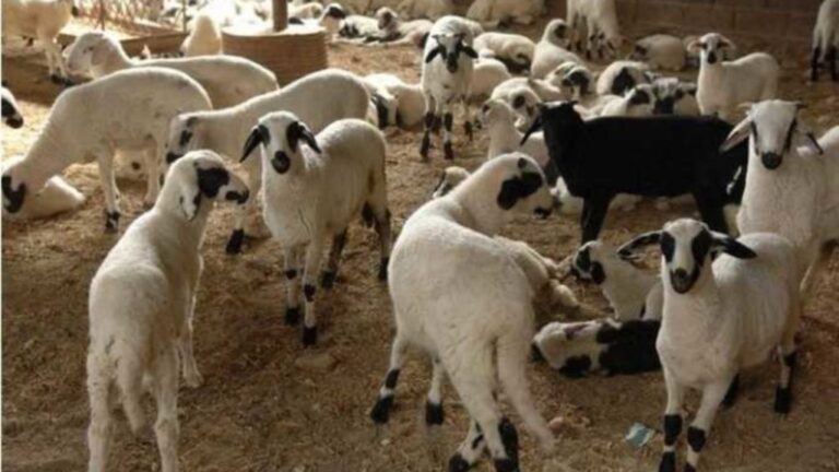 Μεσσηνία: Η ΔΑΟΚ προειδοποιεί κτηνοτρόφους για τον καταρροϊκό πυρετό