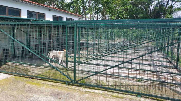Δήμος Ζαχάρως: Στην τελική ευθεία η δημοπράτηση του καταφυγίου αδέσποτων ζώων συντροφιάς