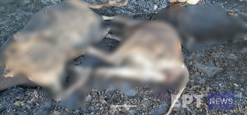 Βόλος: Σοκαριστικές εικόνες από τα ποιμνιοστάσια στο Σέσκλο – Απανθρακωμένα εκατοντάδες ζώα
