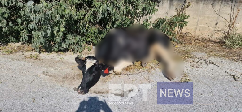 Βόλος: Σοκαριστικές εικόνες από τα ποιμνιοστάσια στο Σέσκλο – Απανθρακωμένα εκατοντάδες ζώα