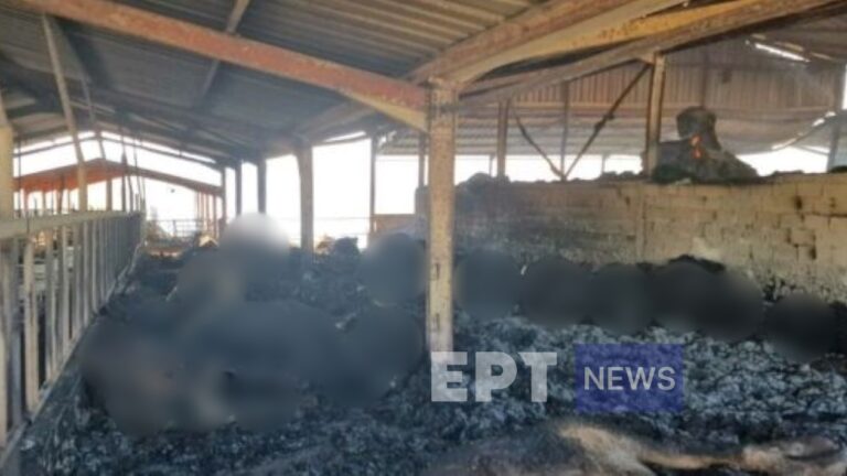 Βόλος: Σοκαριστικές εικόνες από τα ποιμνιοστάσια στο Σέσκλο – Απανθρακωμένα εκατοντάδες ζώα