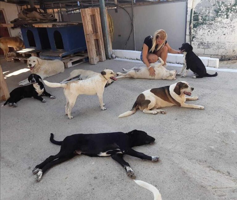 Φιλοζωικό σωματείο Σάμου: Ζητούν την απομάκρυνση του καταφυγίου των αδέσποτων ζώων από τον σκουπιδότοπο