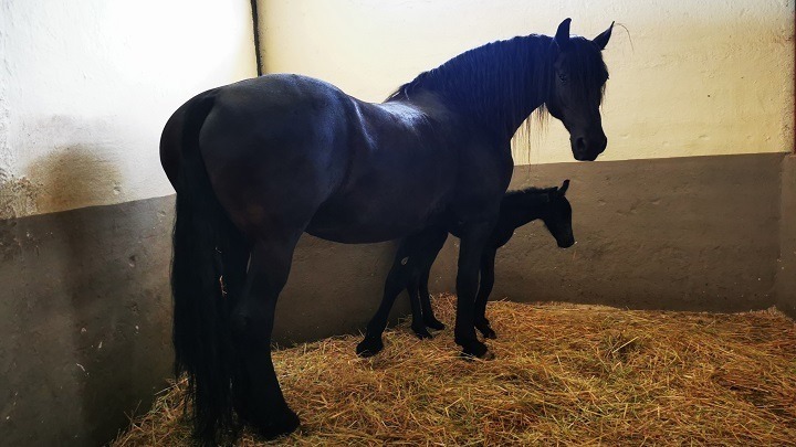Χαλκιδική: Σχηματίστηκε δικογραφία σε βάρος ιδιοκτήτη αλόγου μετά από καταγγελία φιλοζωικού σωματείου