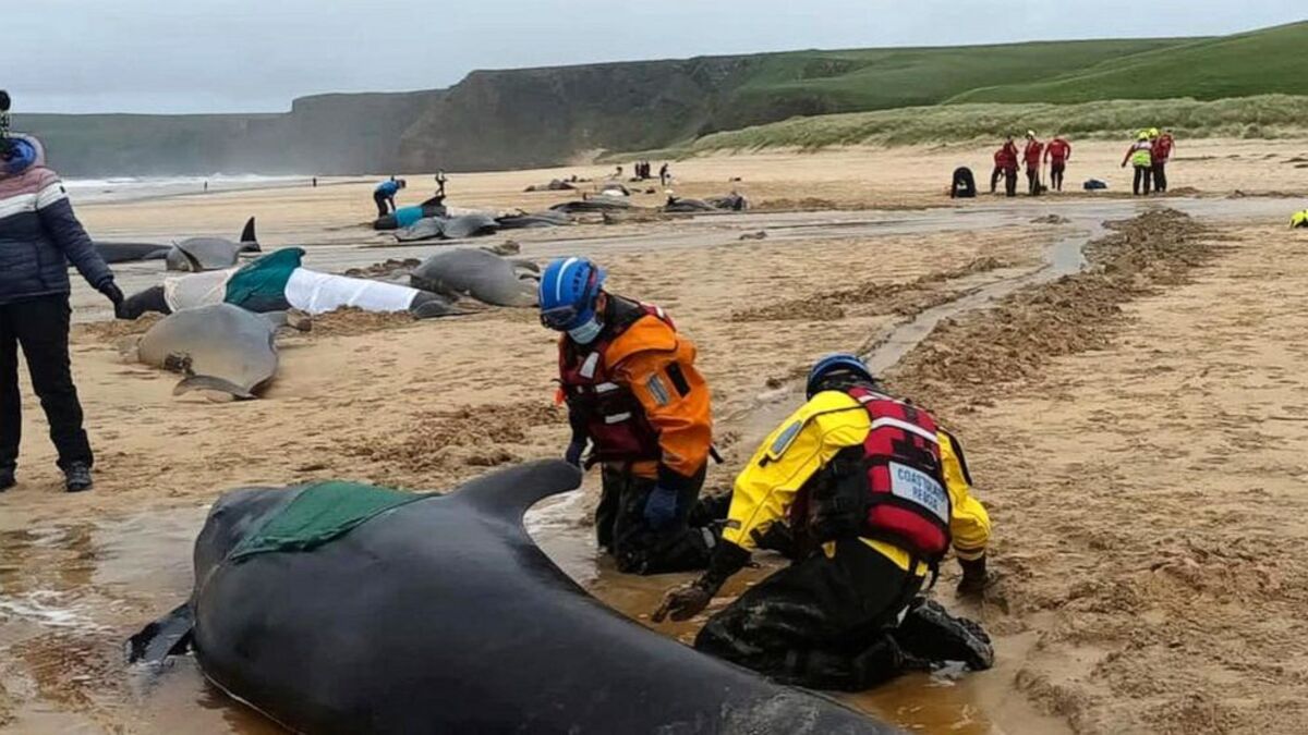 Σκωτία: Νεκρές εντοπίστηκαν 55 φάλαινες