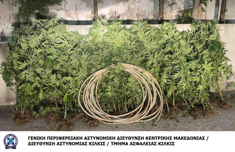 Σέρρες: Εντοπίστηκε φυτεία δενδρυλλίων κάνναβης