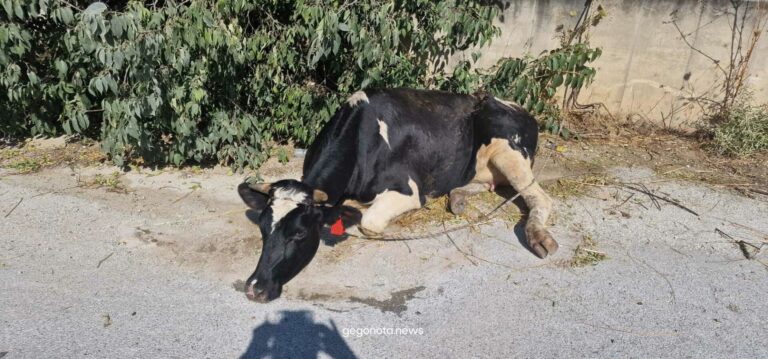 Τάχιστες αποζημιώσεις-ενισχύσεις ζητά η ΠΑΚ Θεσσαλίας για τις φονικές πυρκαγιές στη Μαγνησία