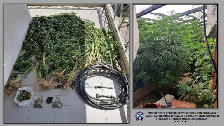 Φυτεία με 74 δενδρύλλια κάνναβης σε περιοχή του Δήμου Μετεώρων – Δύο συλλήψεις