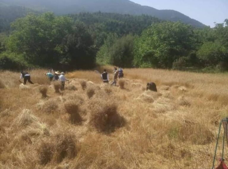 Θερισμός στο Δυρράχι της Μεγαλόπολης
