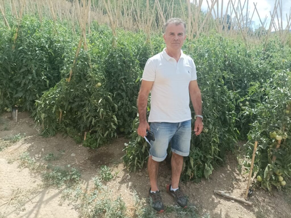 Λάρισα: Νερό και καύσωνας μείωσαν την παραγωγή ντομάτας στην Σπηλιά Κισσάβου