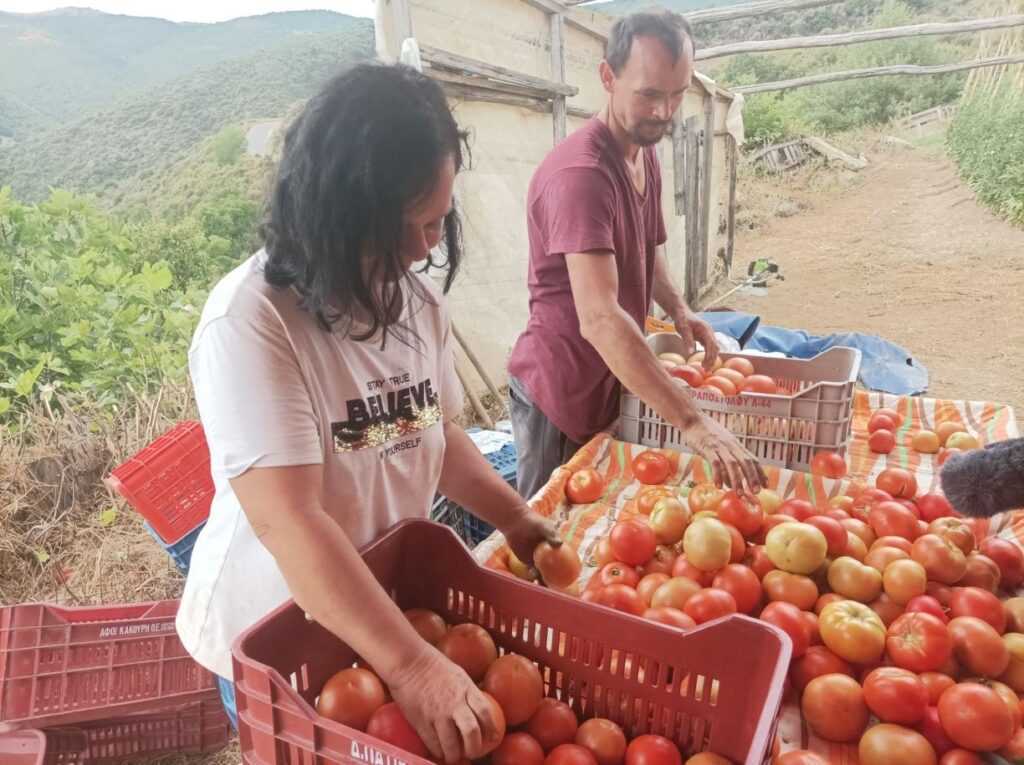 Λάρισα: Νερό και καύσωνας μείωσαν την παραγωγή ντομάτας στην Σπηλιά Κισσάβου