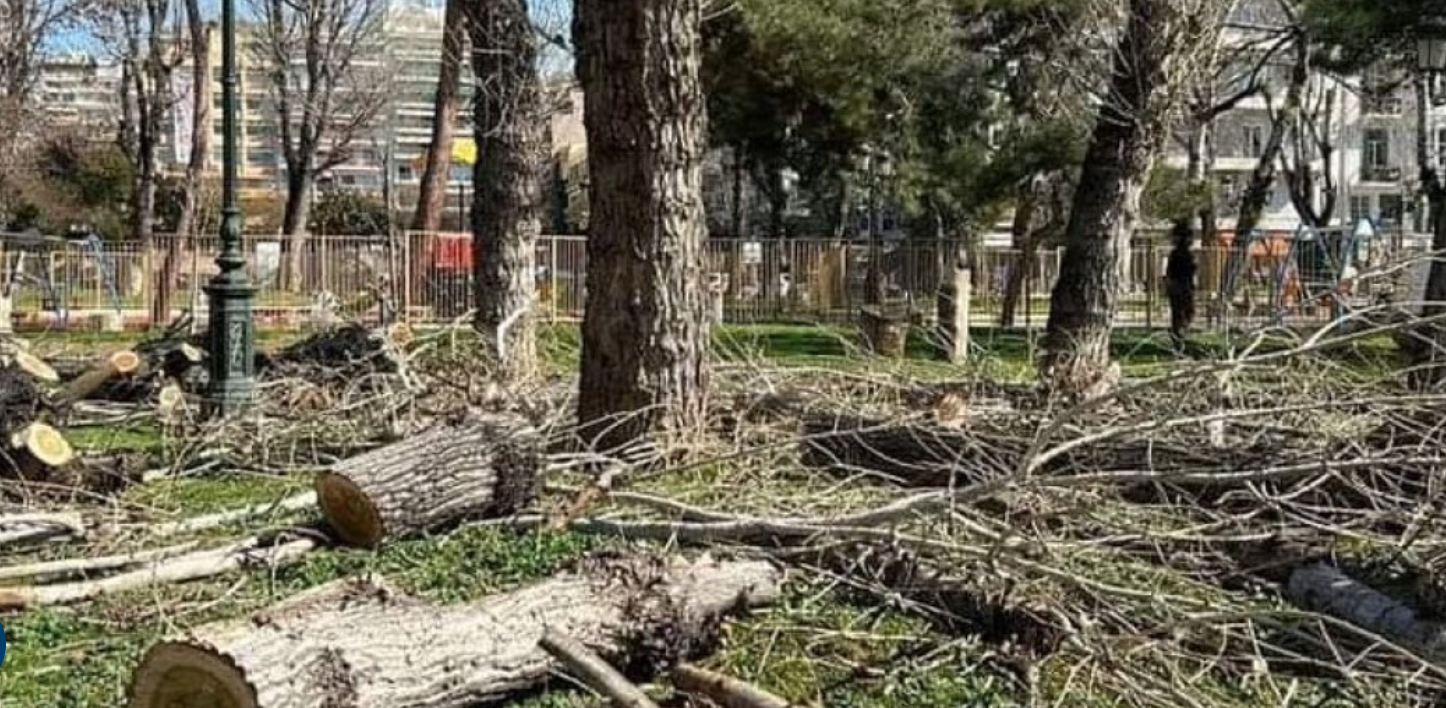 Θεσσαλονίκη: Διαμαρτυρία στα Κωνσταντινοπολίτικα για την κοπή δέντρων