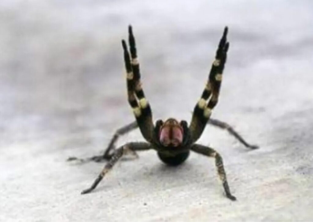 Αυστρία: Κλειστό σούπερ μάρκετ για μέρες από εντοπισμό δηλητηριώδους αράχνης που προκαλεί επώδυνη στύση