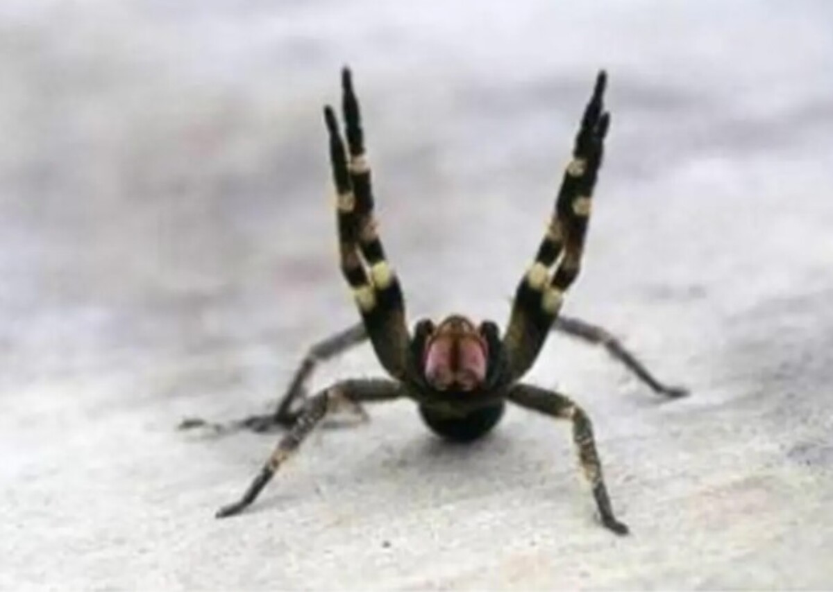 Αυστρία: Κλειστό σούπερ μάρκετ για μέρες από εντοπισμό δηλητηριώδης αράχνης που προκαλεί επώδυνη στύση