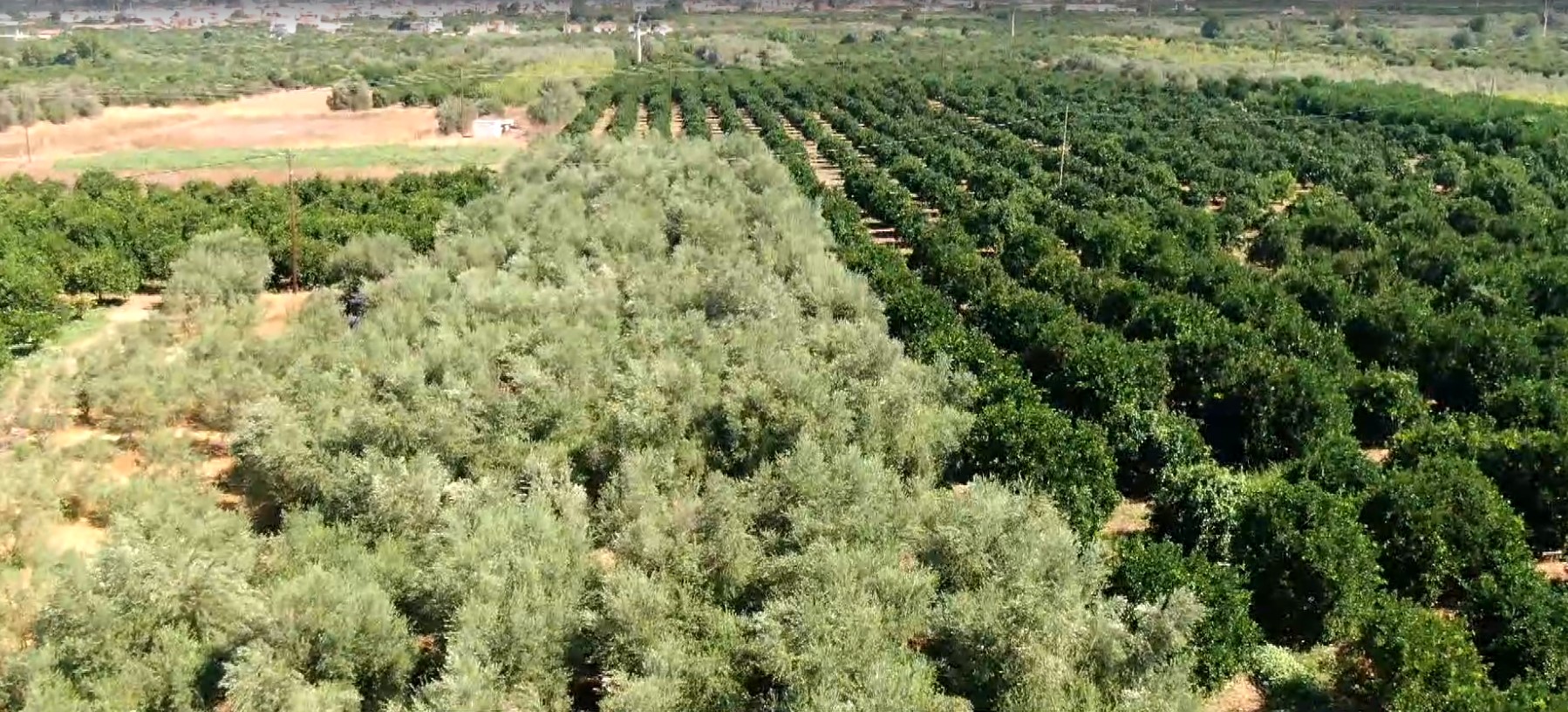 Λάρισα: Μειωμένη η παραγωγή της βρώσιμης ελιάς