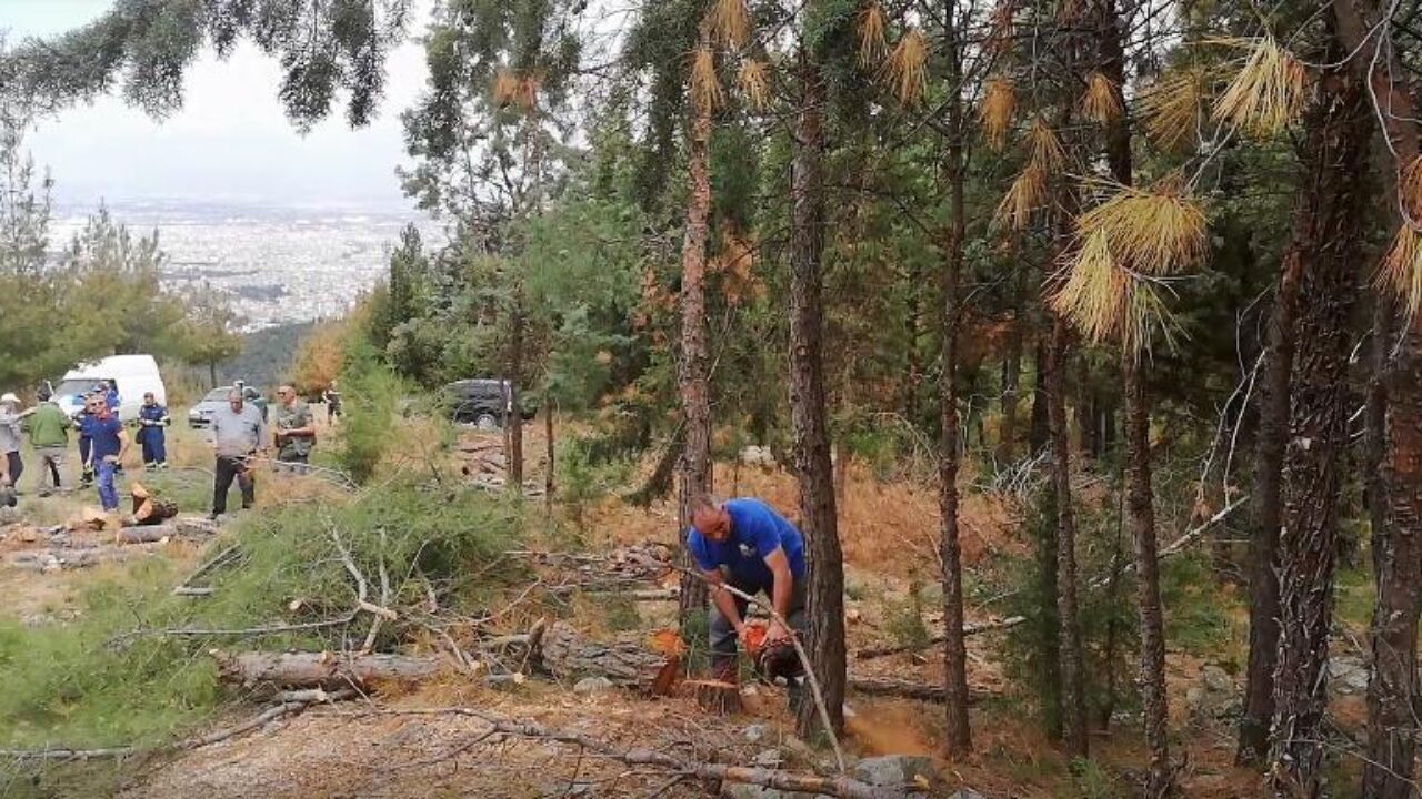 Δήμος Θεσσαλονίκης: 700 δέντρα θα φυτευτούν το επόμενο διάστημα στο Σέιχ Σου
