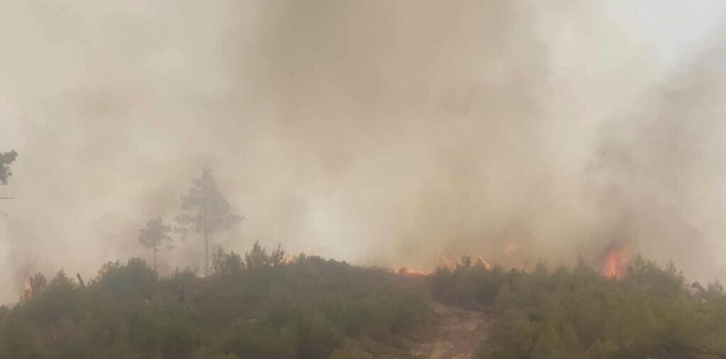 Φωτιά στον Αυλώνα: Τρεις εστίες σε τρεις ώρες – Δύο προσαγωγές υπόπτων για εμπρησμό