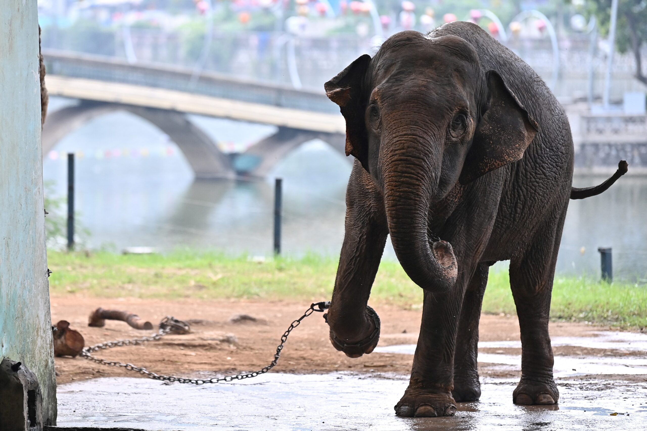 Πιέσεις για την απελευθέρωση αλυσοδεμένων ελεφάντων στο ζωολογικό κήπο του Ανόι, στο Βιετνάμ
