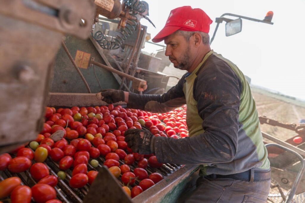 Χωρίς εργάτες γης ξεκινά ο τρύγος στην Κρήτη