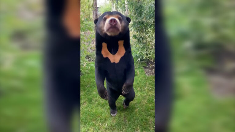 Ζωολογικός κήπος στην Αγγλία: Και εμείς έχουμε αρκούδα που στέκεται σαν άνθρωπος (video)