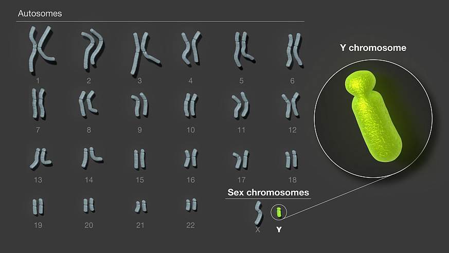 Οι επιστήμονες αποκάλυψαν την πλήρη αλληλουχία του χρωμοσώματος Υ