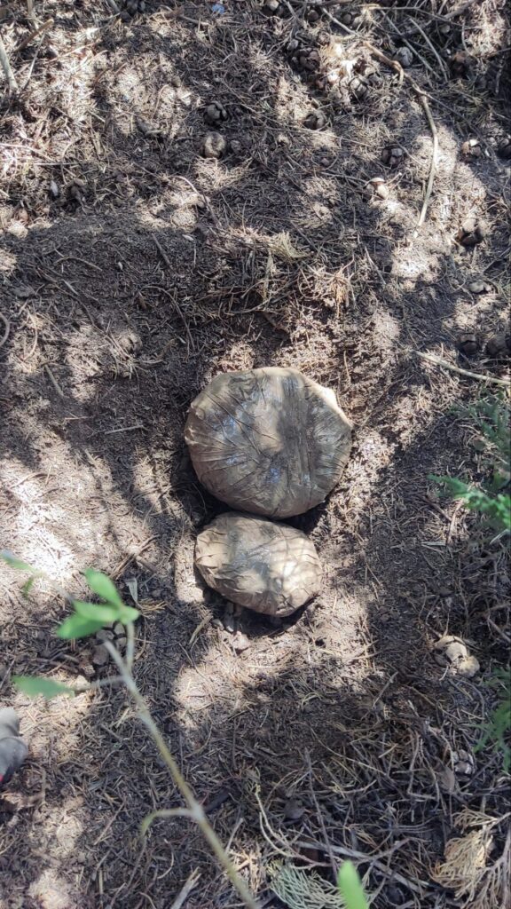 Πάτρα: Έκρυβαν 8 κιλά ναρκωτικά σε χωράφια (φωτογραφίες)