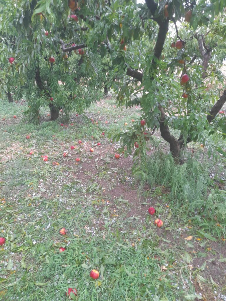 Σέρρες: Μεγάλες καταστροφές σε καλλιέργειες από την έντονη χαλαζόπτωση (βίντεο)