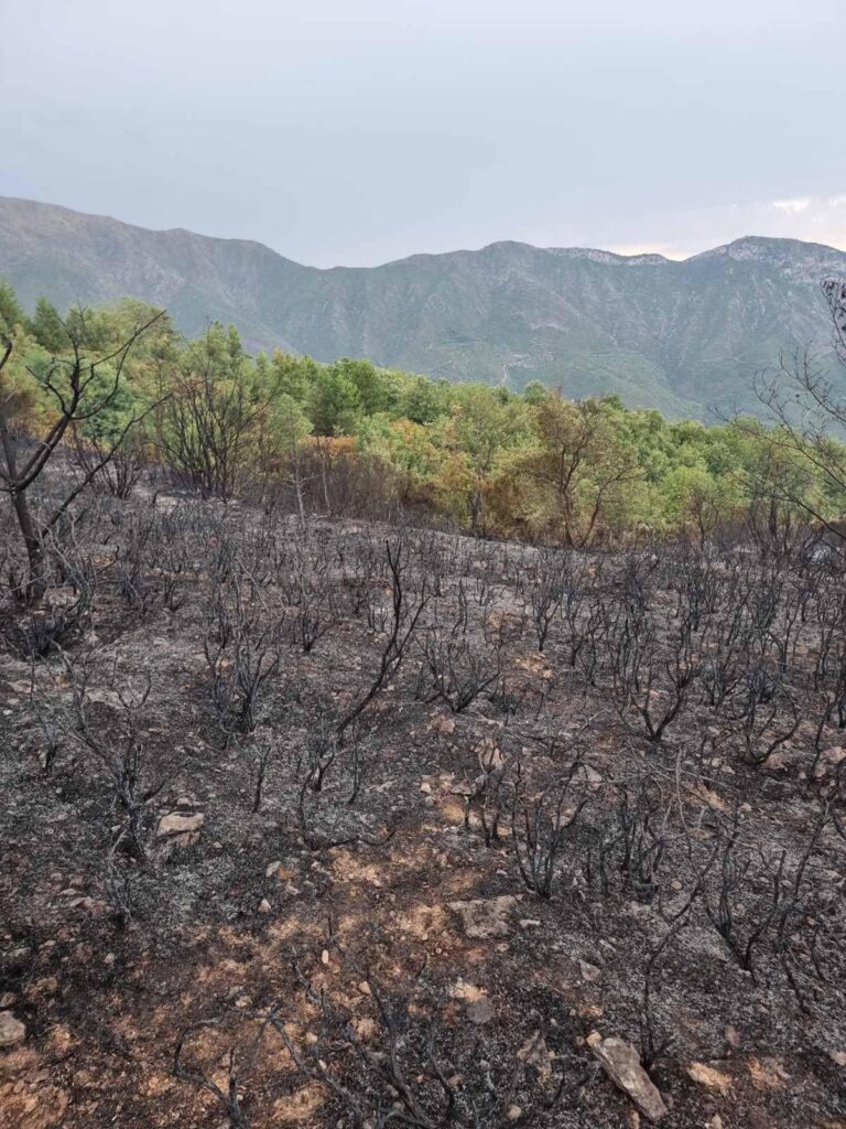 Καλαμάτα: Υπό έλεγχο τα δυο μέτωπα της πυρκαγιάς στον Ταύγετο (Φωτό-Βίντεο)