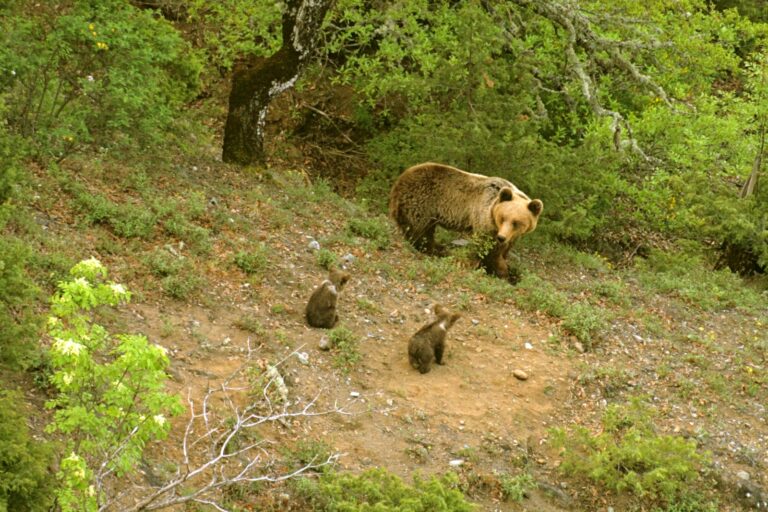 Eπιδρομή αρκούδας σε μελίσσια και κτηνοτροφική μονάδα