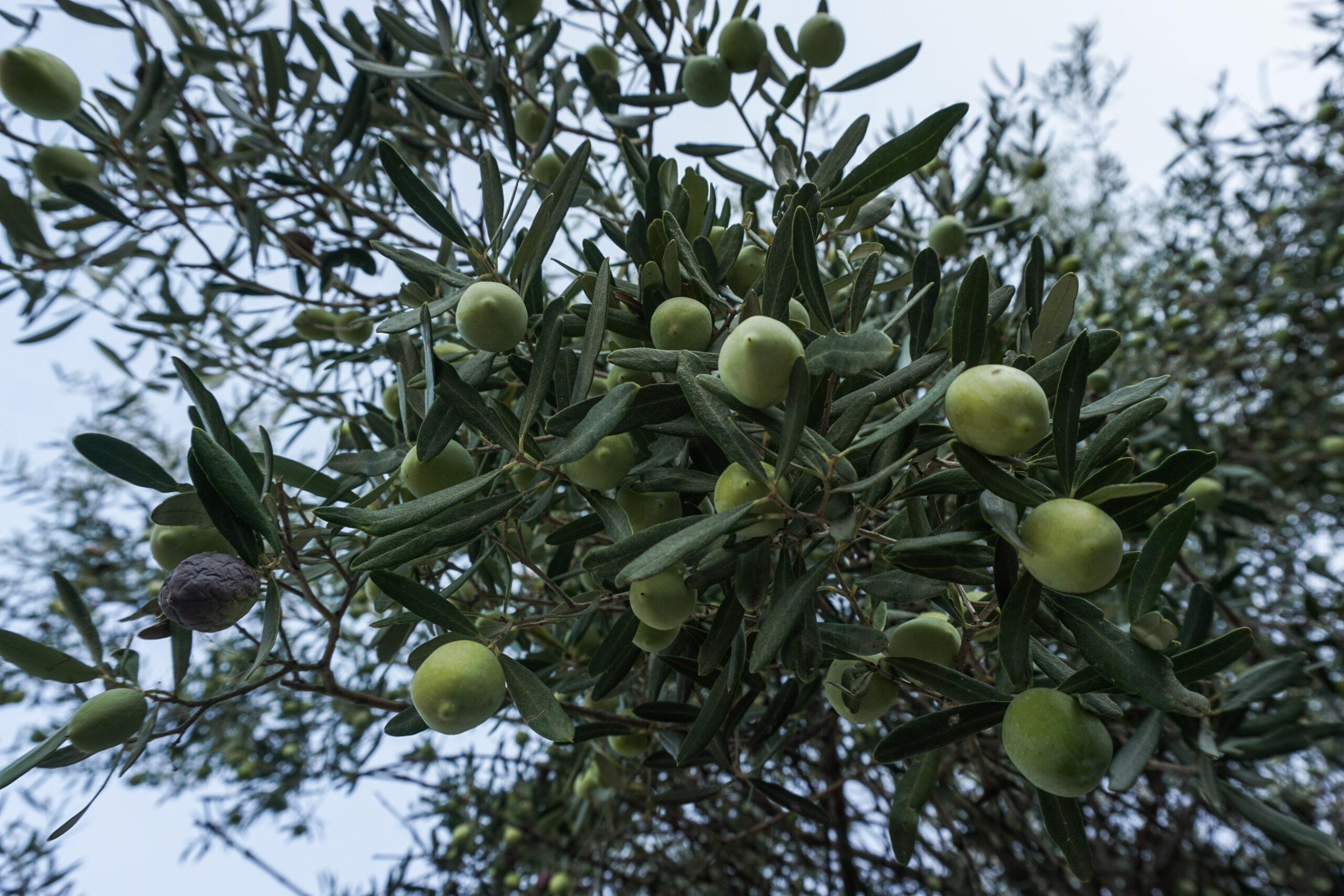 ΔΟΕΠΕΛ: Σχεδόν 90% η ακαρπία στις πράσινες ελιές – Μόλις 50.000 τόνοι για την «Χαλκιδικής» και 10.000 τόνοι για την «Αμφίσσης»