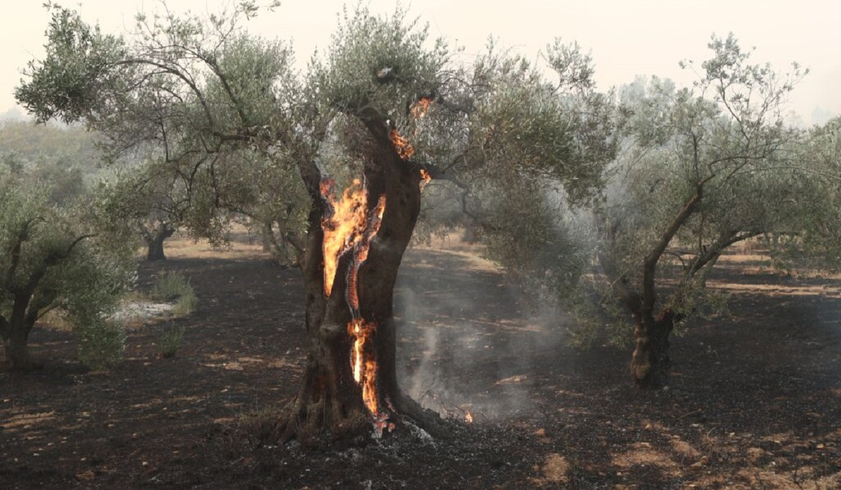 Πυρκαγιές στον Έβρο: Από σήμερα οι αιτήσεις για την καταγραφή των πληγέντων επιχειρήσεων – αγροτικών εκμεταλλεύσεων