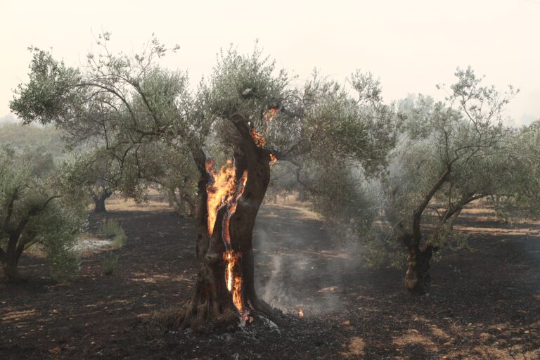 Συνελήφθη άνδρας ως υπαίτιος εμπρησμού από πρόθεση στην Αμυγδαλέζα