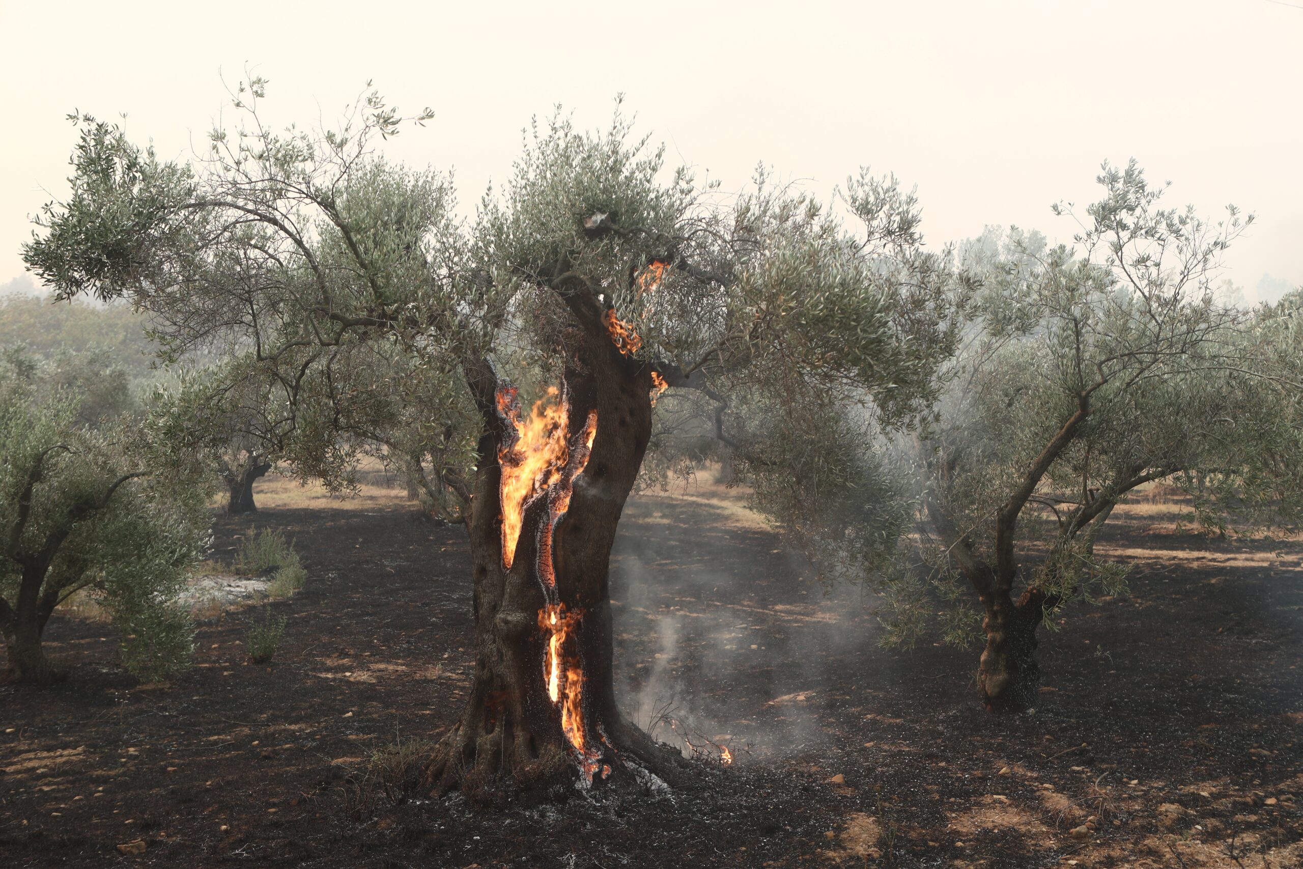 Μαίνεται για 8η μέρα η πυρκαγιά στον Έβρο – Κρίσιμο 48ωρο, την Τρίτη αλλάζουν οι άνεμοι