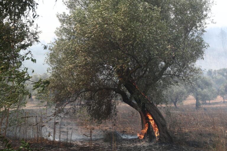 Η επίδραση της πυρκαγιάς του Έβρου στην άγρια πανίδα του εθνικού πάρκου Δαδιάς- Λευκίμης- Σουφλίου