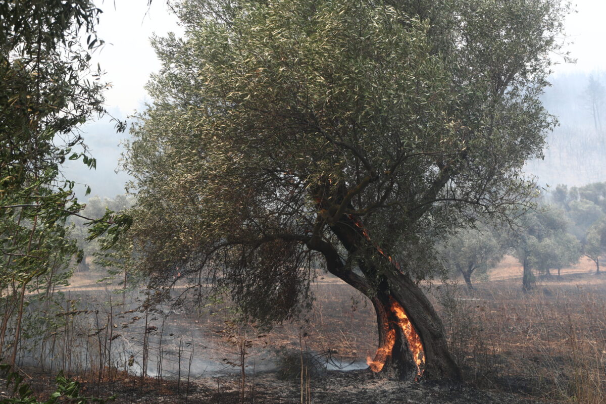 [363066] ΚΑΤΑΣΤΡΟΦΕΣ ΑΠΟ ΤΗΝ ΠΥΡΚΑΓΙΑ ΣΤΗΝ ΑΛΕΞΑΝΔΡΟΥΠΟΛΗ  (ΒΑΣΙΛΗΣ ΒΕΡΒΕΡΙΔΗΣ / ΜΟΤΙΟΝ ΤΕΑΜ)