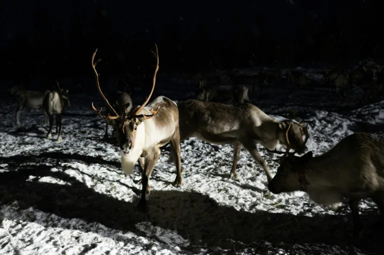 Η Νορβηγία προσπαθεί να σταματήσει τις δαπανηρές αποδράσεις των ταράνδων στη Ρωσία
