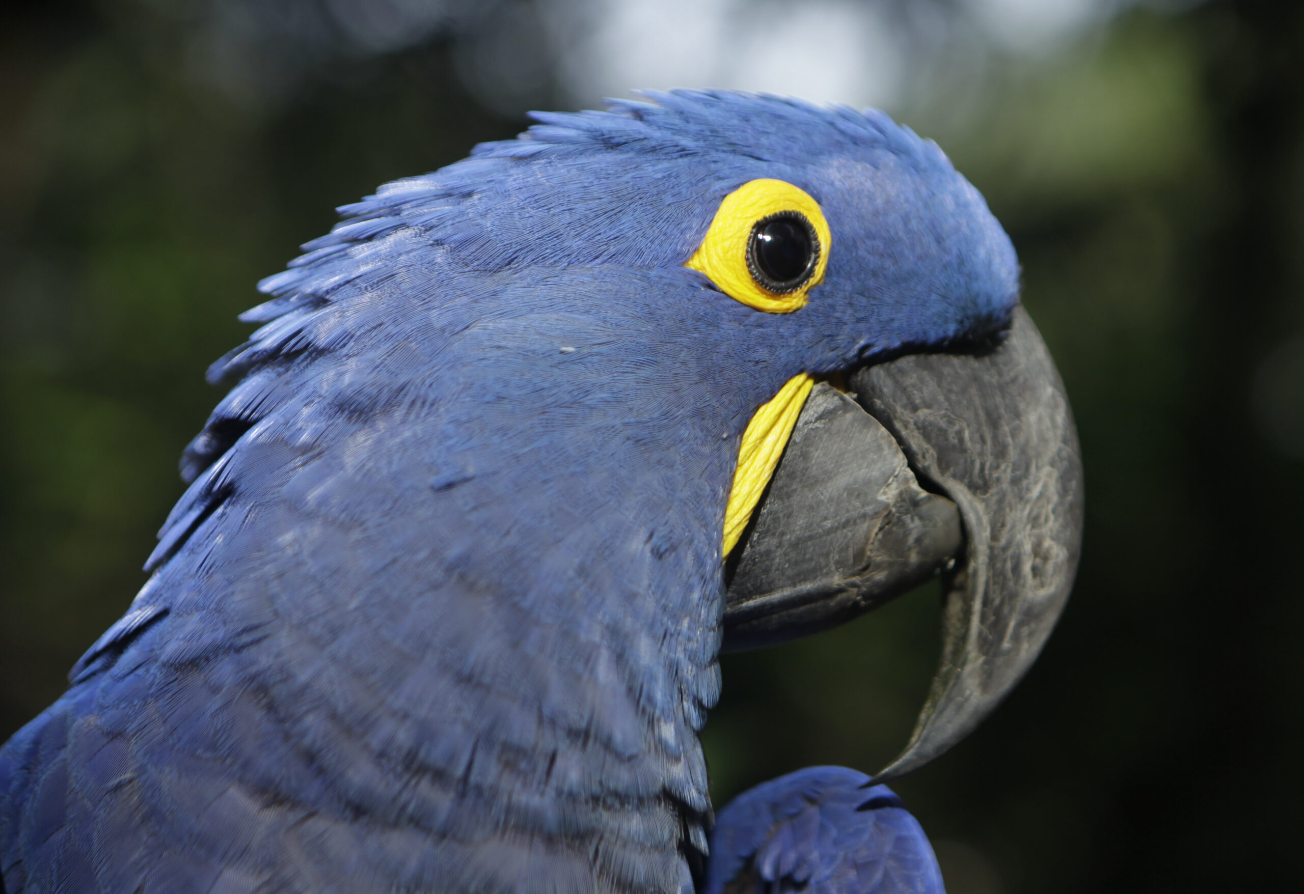 Paraguay Blue Parrot