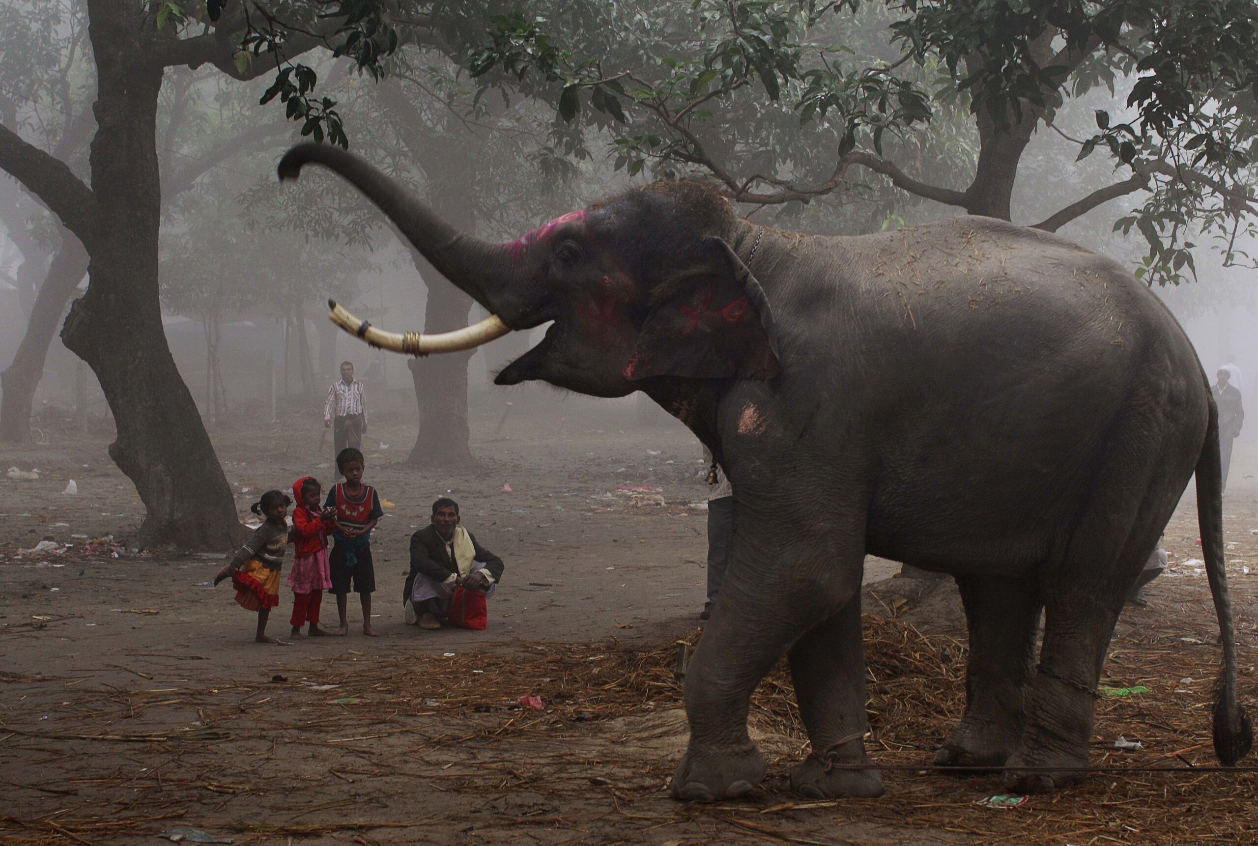 Ο γηραιότερος ελέφαντας της Ινδίας πέθανε σε ηλικία 89 ετών
